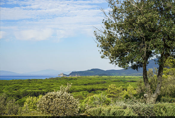 pineta-mare-solemaremma