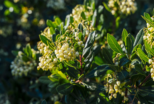 natura-solemaremma