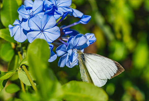 solemaremma-giardino